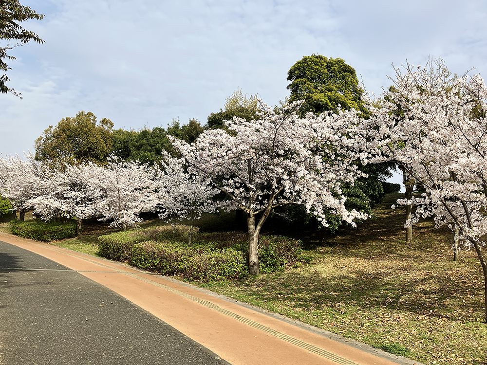 桜並木